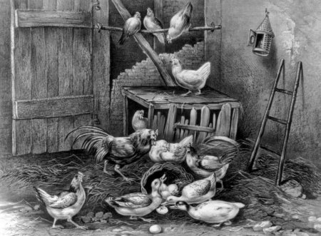 Poultry industry